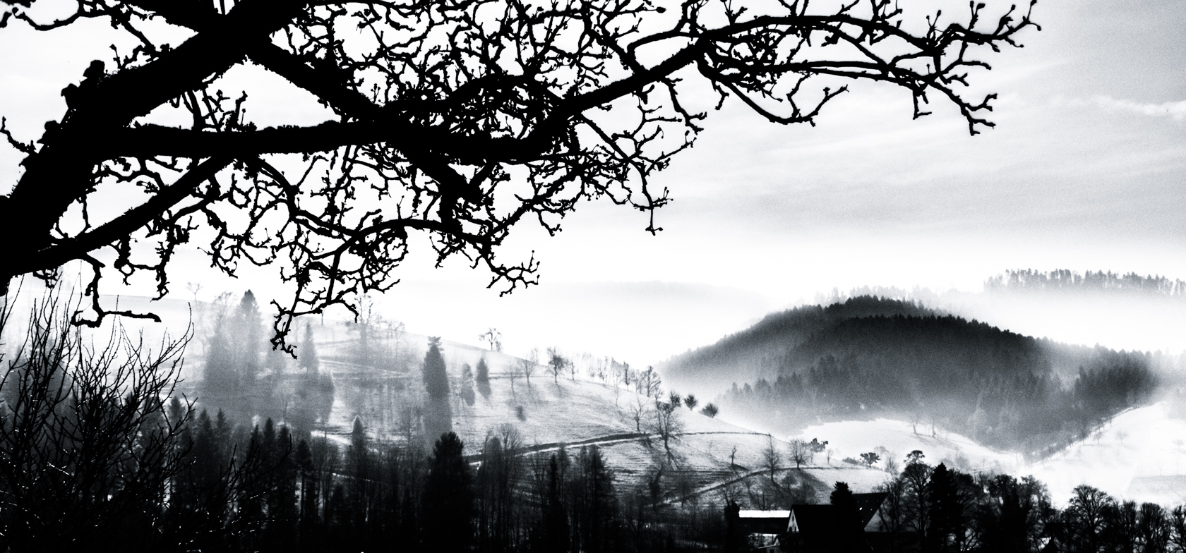 Black Forest Morning Mist (BW)