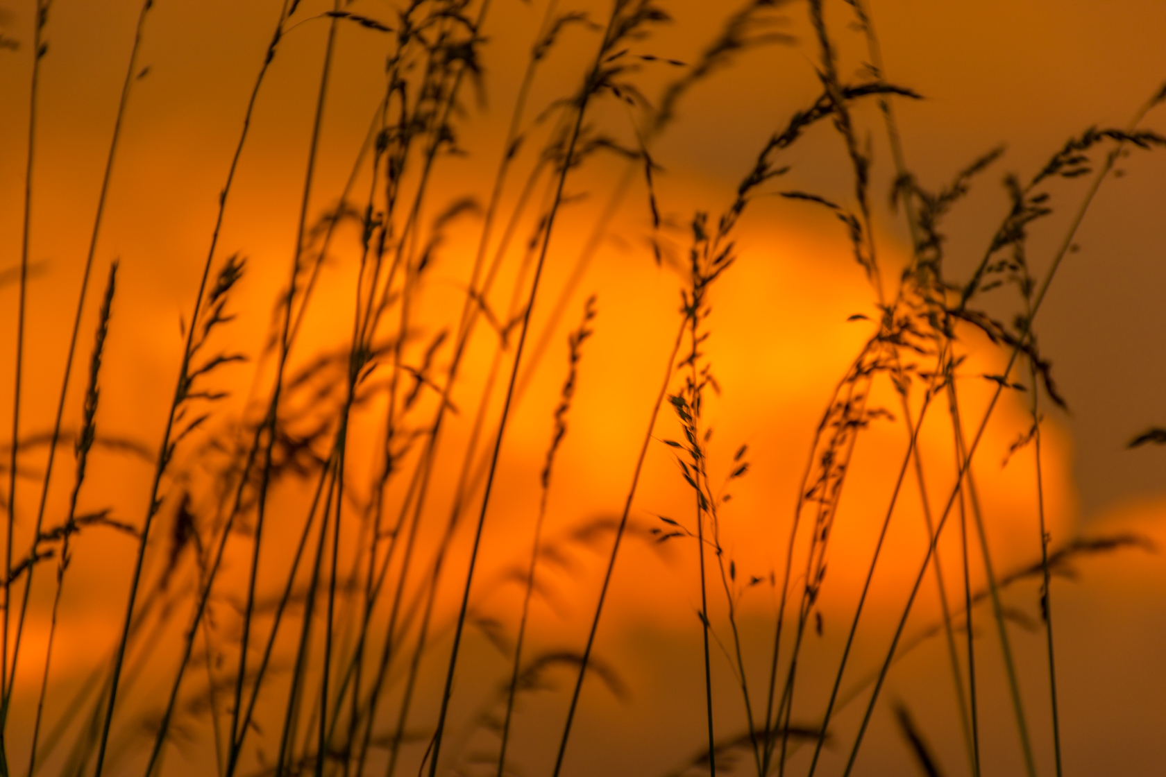 Sunset in the fields I