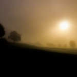 Misty Black Forest Fall Fog